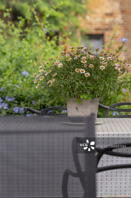 清新绿植盆栽，邂逅花园宁静之美图片素材