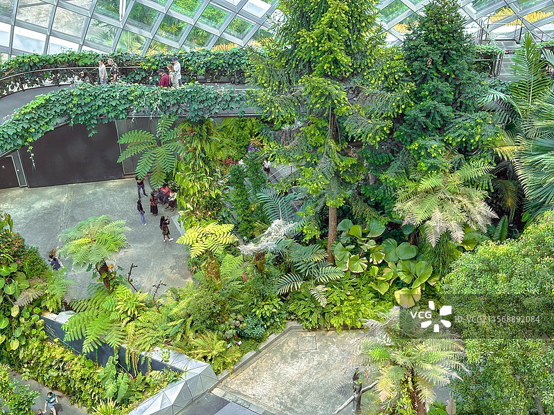 新加坡滨海湾花园云雾林高视角温室里的植物图片素材
