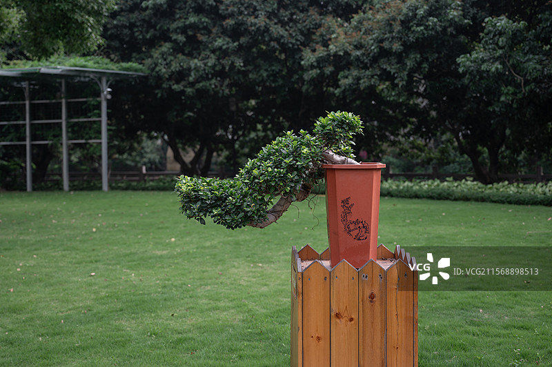 中式园林草地上的松树盆栽图片素材