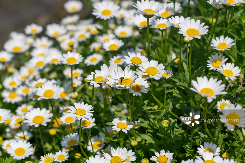 夏天小雏菊特写图片素材