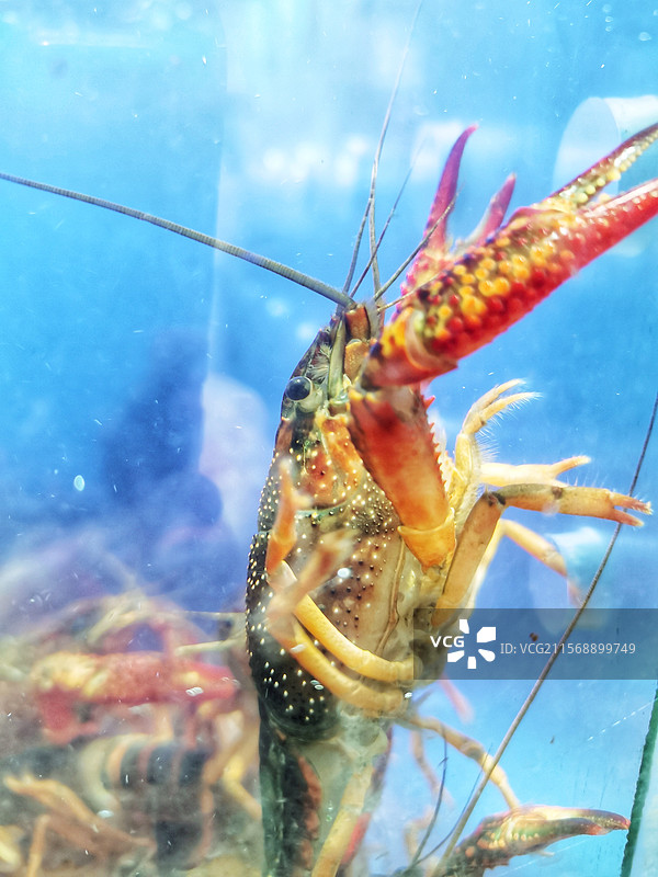 小龙虾图片素材