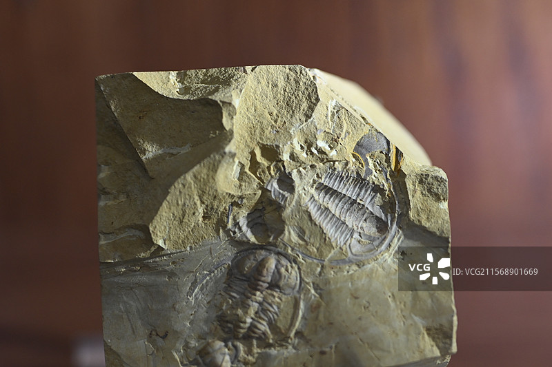 化石 化石标本 古生物化石 海洋生物化石图片素材