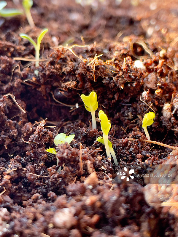 萌芽｜希望图片素材