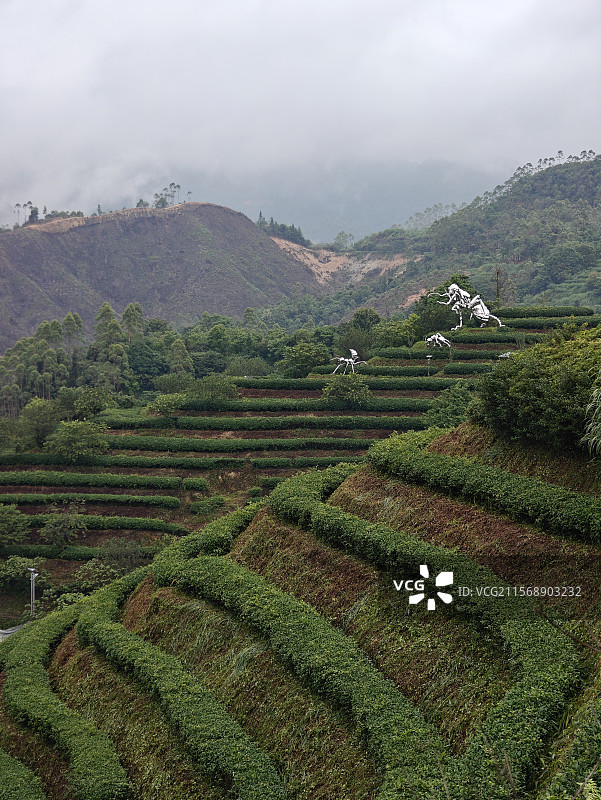 白芽奇兰的主产地-漳州平和高峰谷图片素材