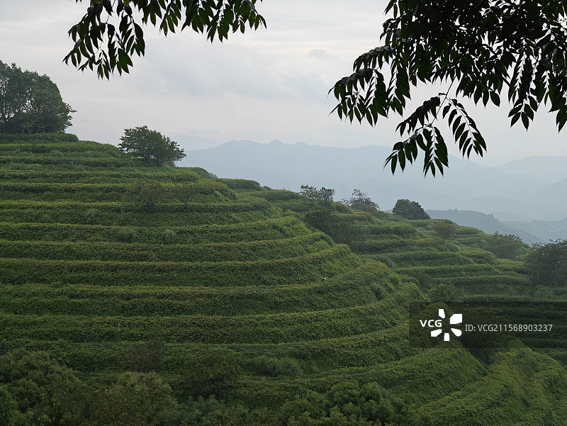 白芽奇兰的主产地-漳州平和高峰谷图片素材