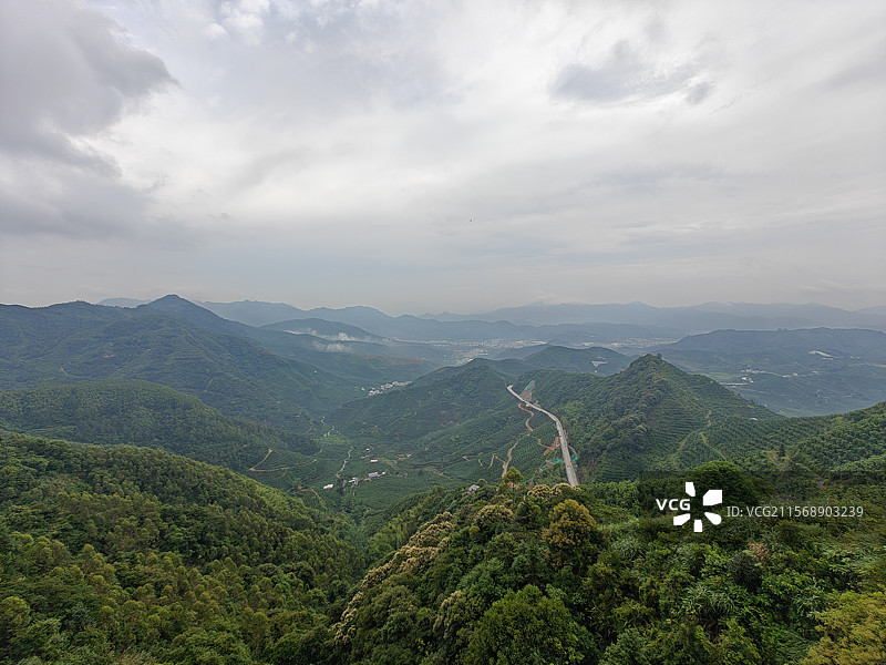 白芽奇兰的主产地-漳州平和高峰谷图片素材