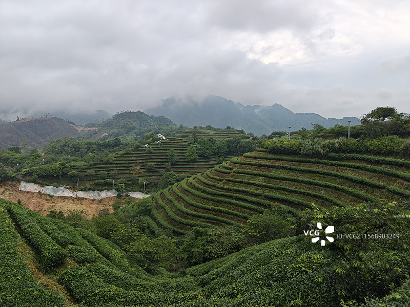 白芽奇兰的主产地-漳州平和高峰谷图片素材