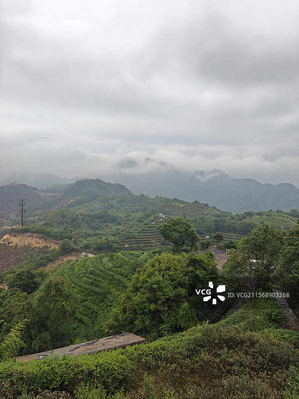 白芽奇兰的主产地-漳州平和高峰谷图片素材