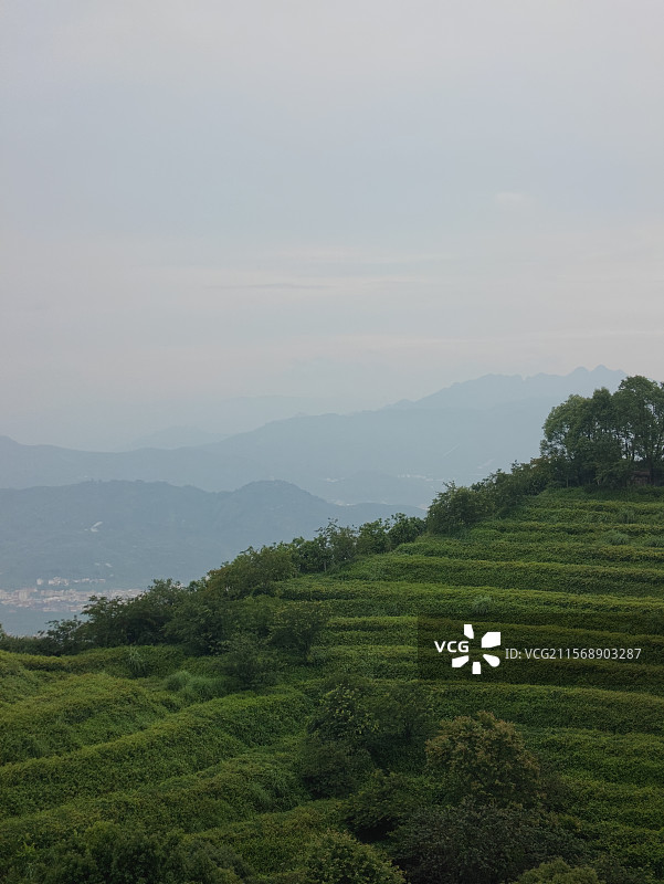 白芽奇兰的主产地-漳州平和高峰谷图片素材