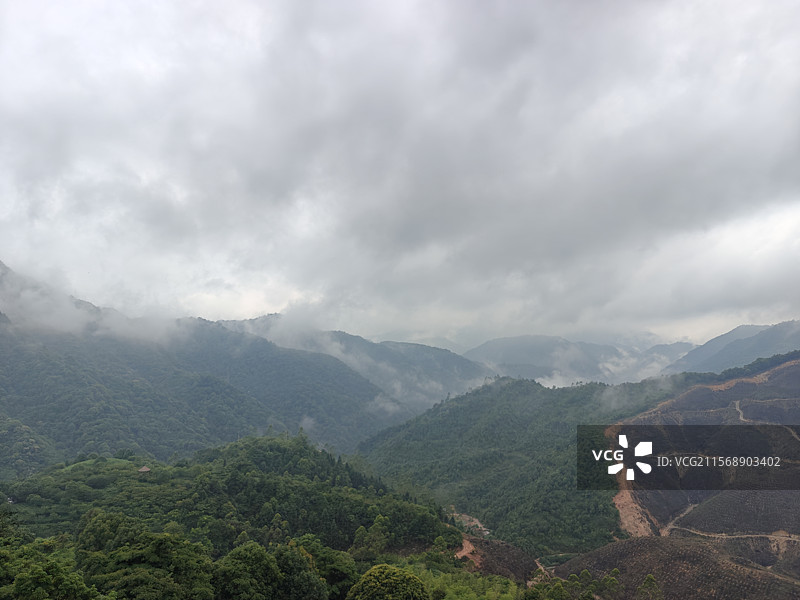 白芽奇兰的主产地-漳州平和高峰谷图片素材