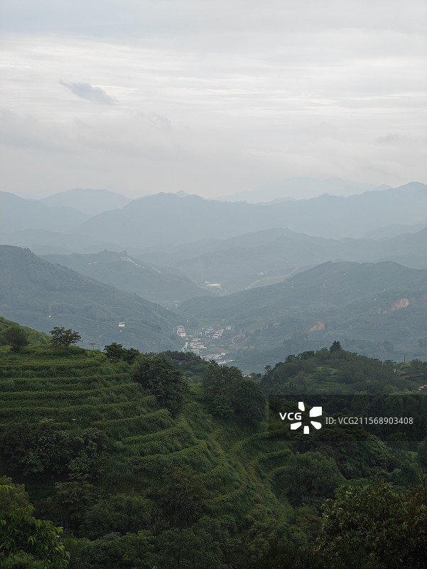 白芽奇兰的主产地-漳州平和高峰谷图片素材