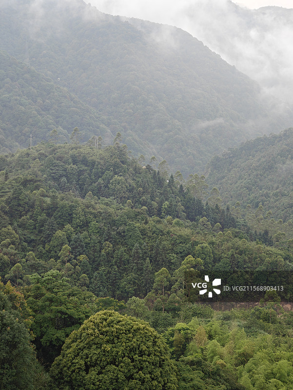 白芽奇兰的主产地-漳州平和高峰谷图片素材