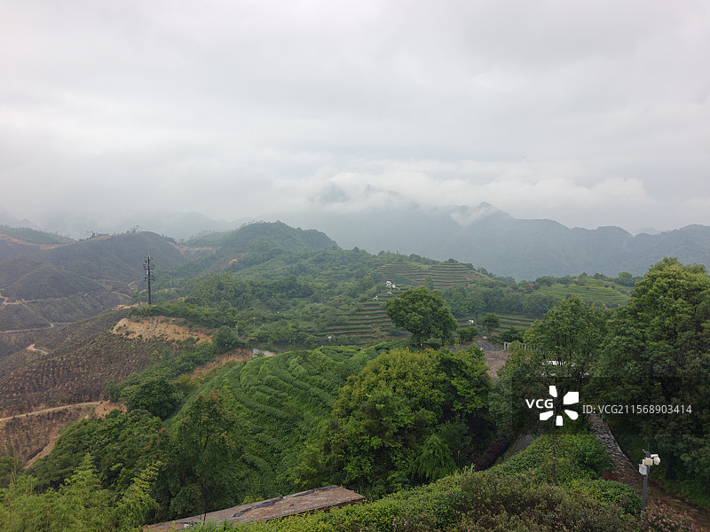 白芽奇兰的主产地-漳州平和高峰谷图片素材