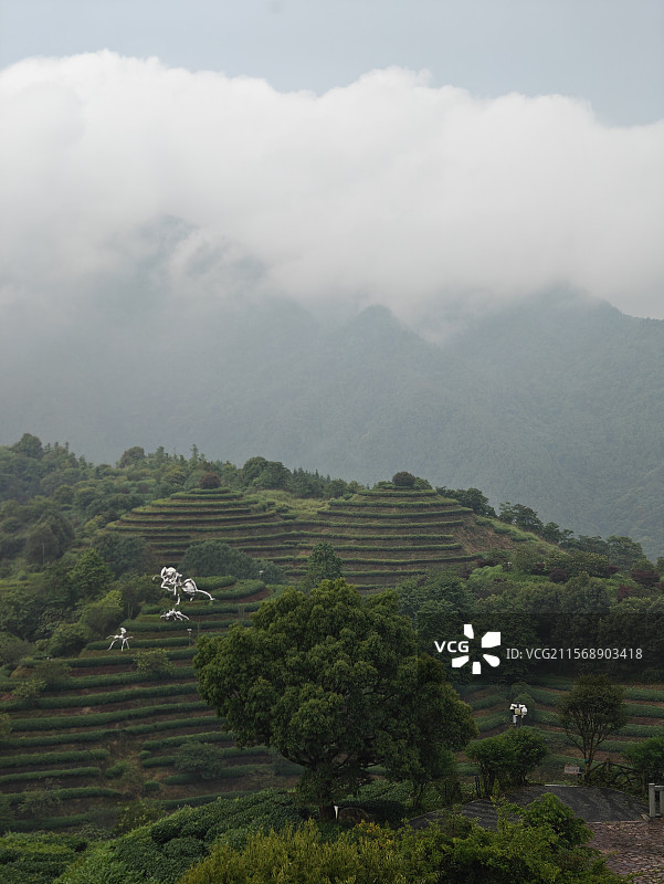 白芽奇兰的主产地-漳州平和高峰谷图片素材