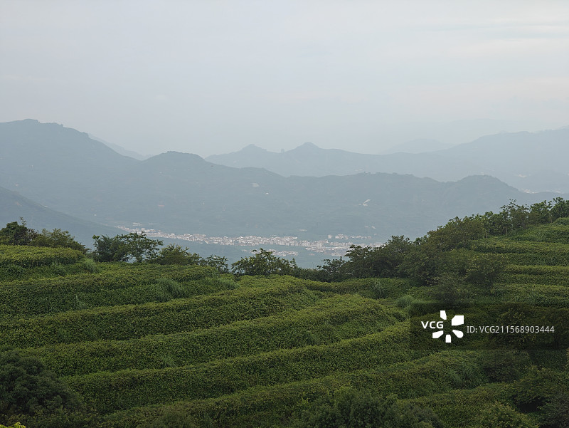 白芽奇兰的主产地-漳州平和高峰谷图片素材