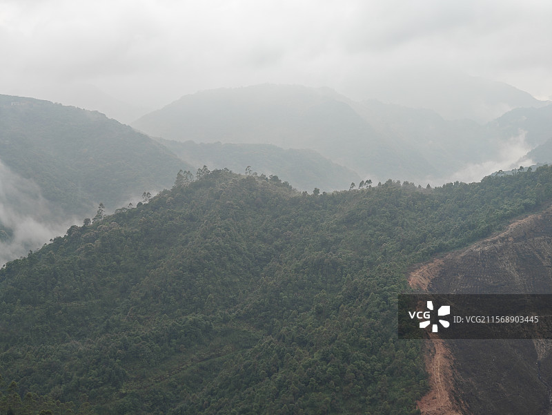 白芽奇兰的主产地-漳州平和高峰谷图片素材