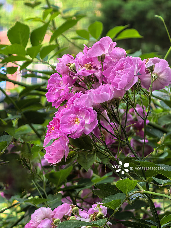 中国北京昌平五月的七姊妹花，花卉主题，野蔷薇花图片素材