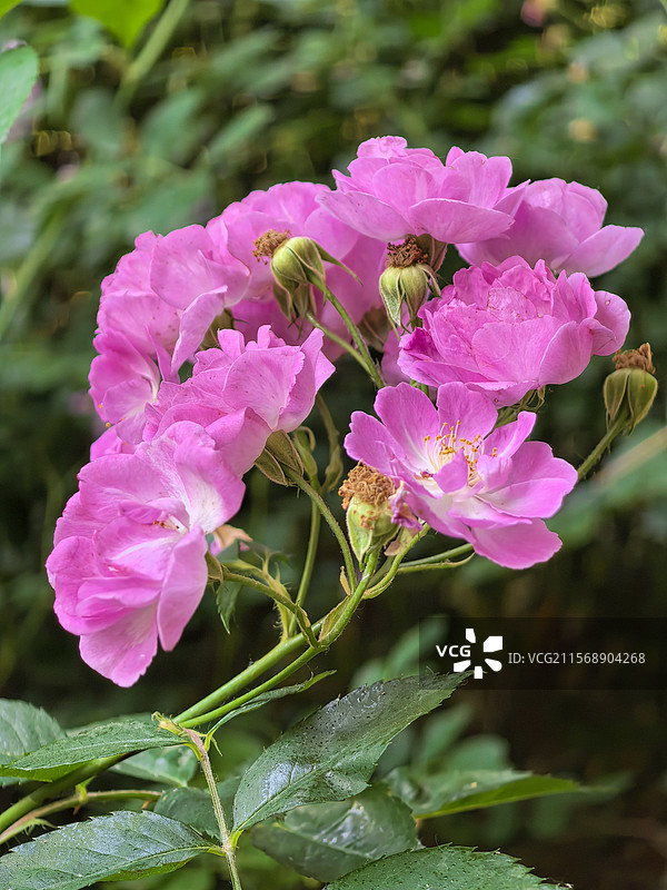 中国北京昌平五月的七姊妹花，花卉主题，野蔷薇花图片素材