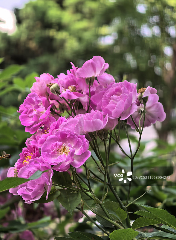 中国北京昌平五月的七姊妹花，花卉主题，野蔷薇花图片素材