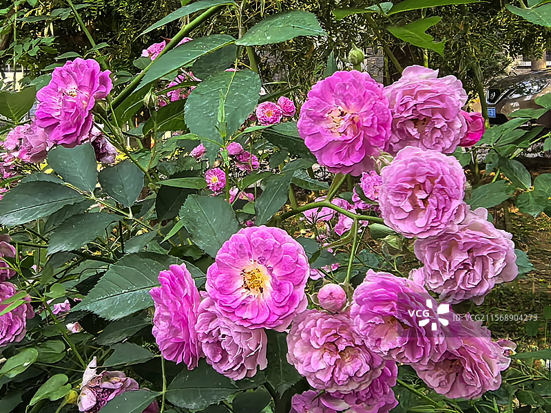 中国北京昌平五月的七姊妹花，花卉主题，野蔷薇花图片素材