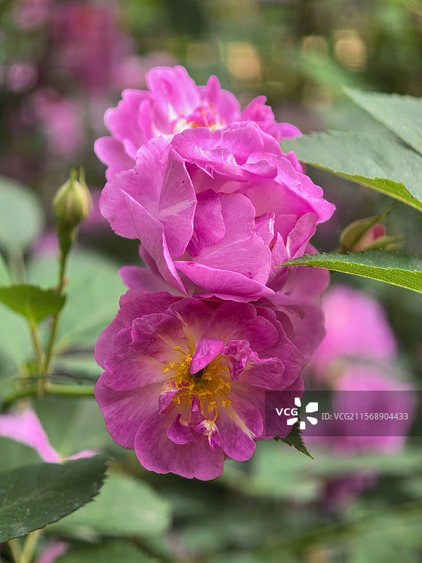 中国北京昌平五月的七姊妹花，花卉主题，野蔷薇花图片素材