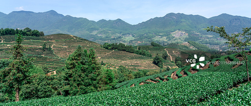 茶园（福建南平松溪）图片素材