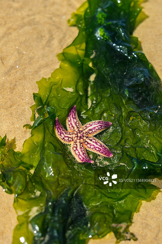 海滩上的海星图片素材