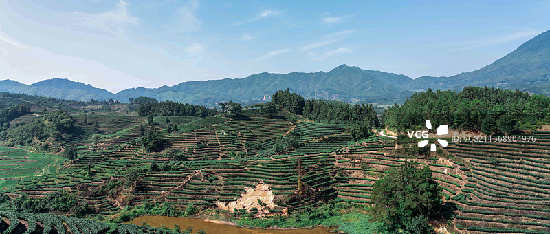 茶园（福建南平松溪）图片素材