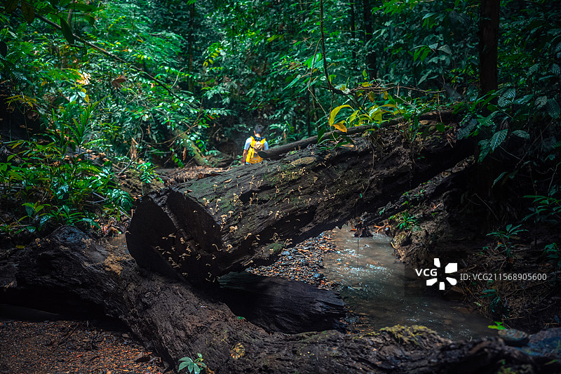 雨林的呼吸：探秘淡布隆国家公园图片素材