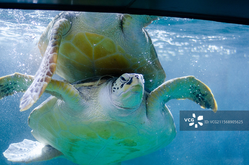 青岛海底世界水族馆中游泳的两只海龟图片素材