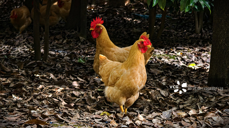 黄兴镇之黄羽鸡图片素材
