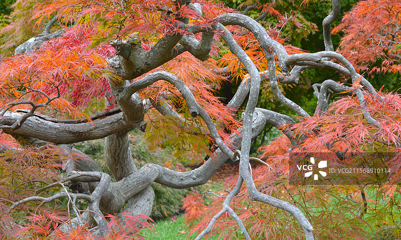 新泽西州米德尔敦的秋季树木图片素材