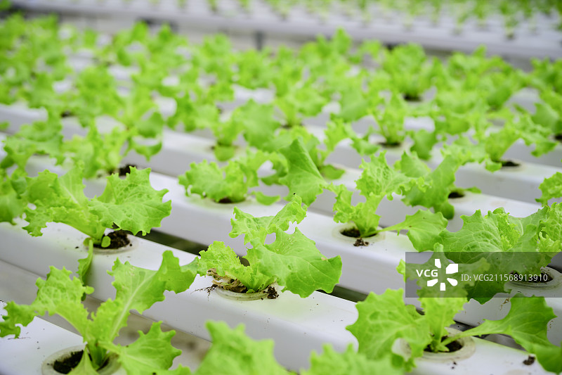 凉山州昭觉县玻璃阳光大棚蔬菜种植图片素材