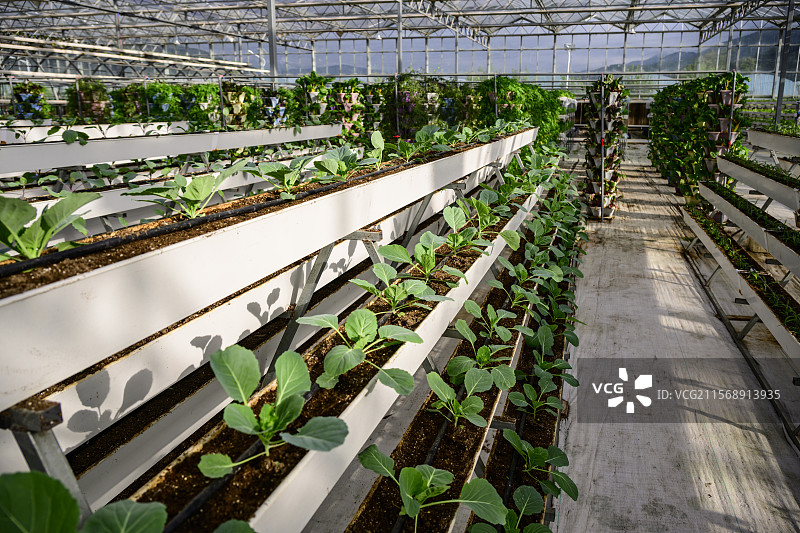 凉山州昭觉县玻璃阳光大棚蔬菜种植图片素材
