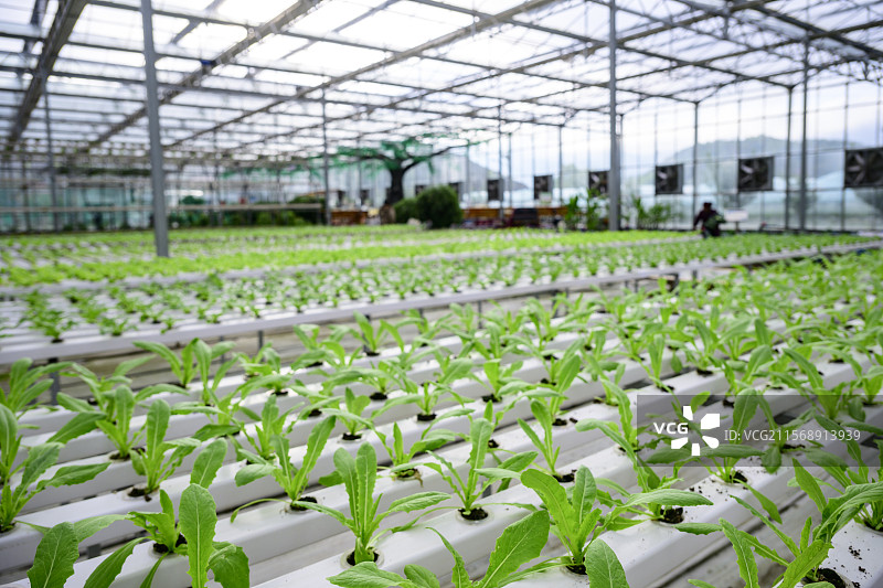 凉山州昭觉县玻璃阳光大棚蔬菜种植图片素材