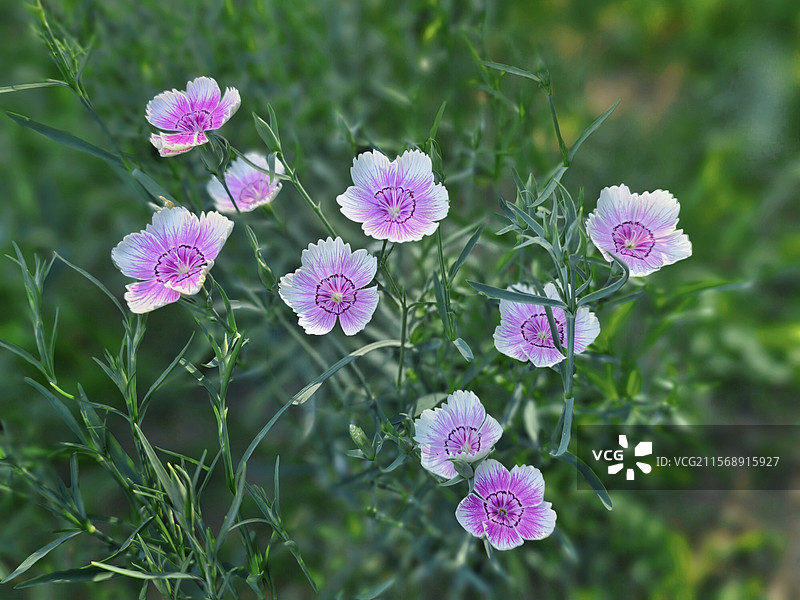 路边小粉花图片素材