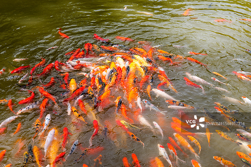 锦鲤鲤鱼鱼池塘观赏鱼金鱼鱼塘图片素材
