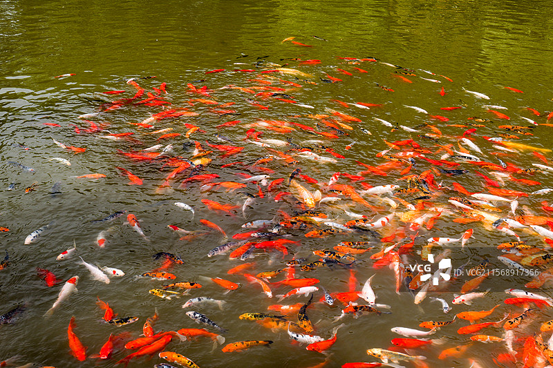 锦鲤鲤鱼鱼池塘观赏鱼金鱼鱼塘图片素材