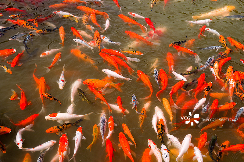 锦鲤鲤鱼鱼池塘观赏鱼金鱼鱼塘图片素材