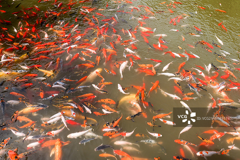 锦鲤鲤鱼鱼池塘观赏鱼金鱼鱼塘图片素材