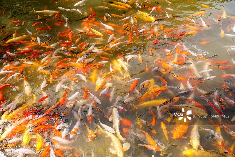 锦鲤鲤鱼鱼池塘观赏鱼金鱼鱼塘图片素材