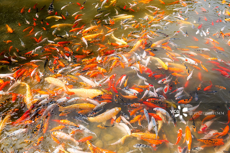 锦鲤鲤鱼鱼池塘观赏鱼金鱼鱼塘图片素材