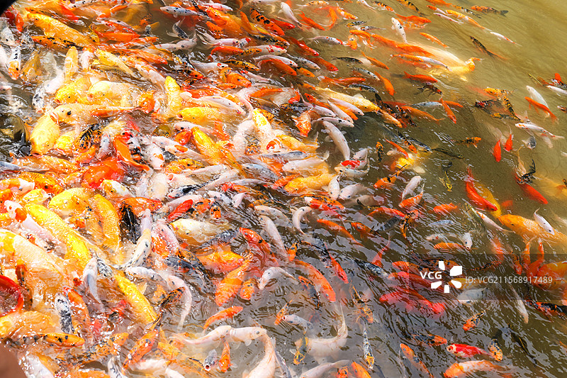 锦鲤鲤鱼鱼池塘观赏鱼金鱼鱼塘图片素材