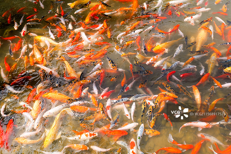 锦鲤鲤鱼鱼池塘观赏鱼金鱼鱼塘图片素材