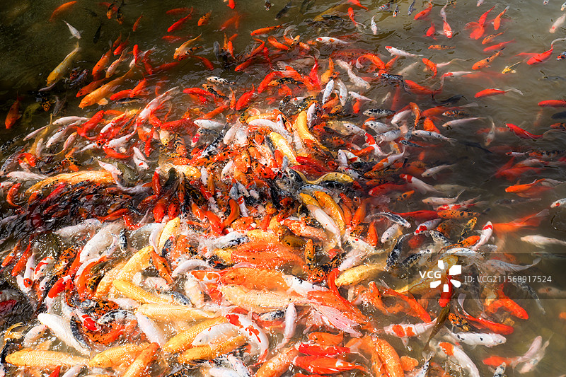 锦鲤鲤鱼鱼池塘观赏鱼金鱼鱼塘图片素材