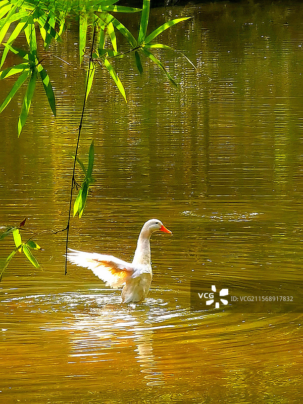 水暖鸭欢拍于重庆龙头寺公园图片素材