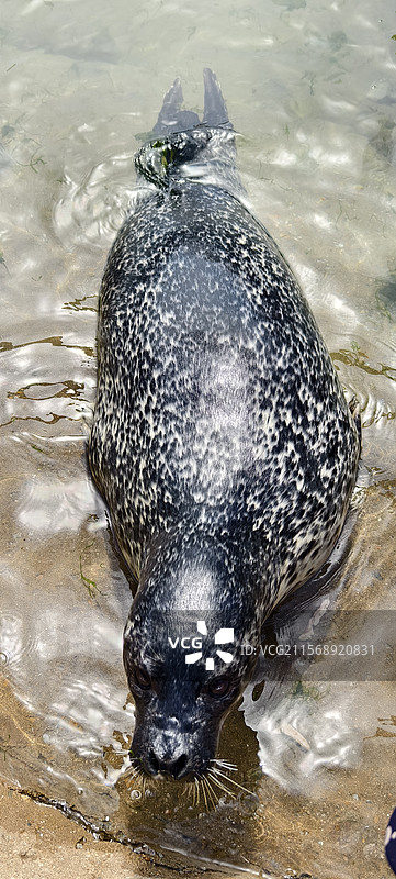 烟台～东炮台海豹湾生态保育公园，斑海豹图片素材