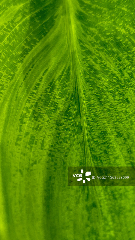 绿叶特写图片素材