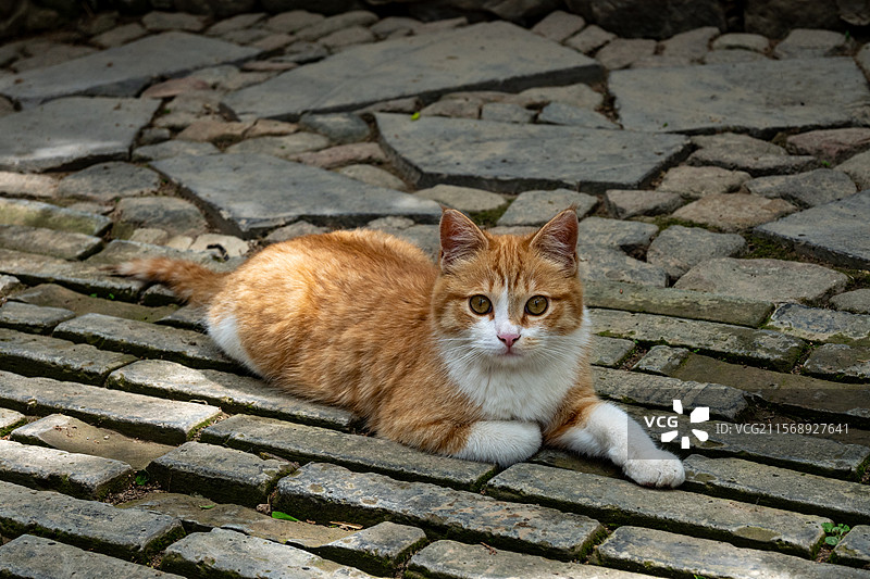 天水南郭寺的小猫图片素材