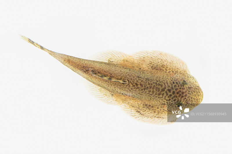 本土冷水鱼贵州爬岩鳅琵琶鱼清洁鱼观赏鱼图片素材